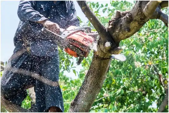 tree services Isle of Palms